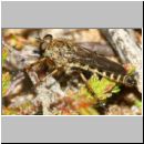 Tolmerus cf cingulatus - Raubfliege - Sandgrube Niedringhaussee 12mm m01b.jpg